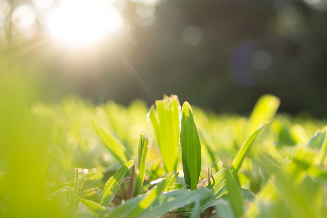 Kalk für den Garten Wann und wie sollte ich meinen Rasen kalken
